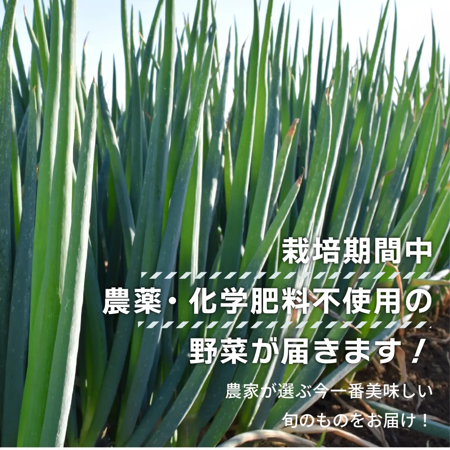 【先行予約】 【期間限定】 日野町産 わたむきねぎ 8kg 40本 トマトファクトリー 野菜 ねぎ ネギ 長ネギ 白ネギ 