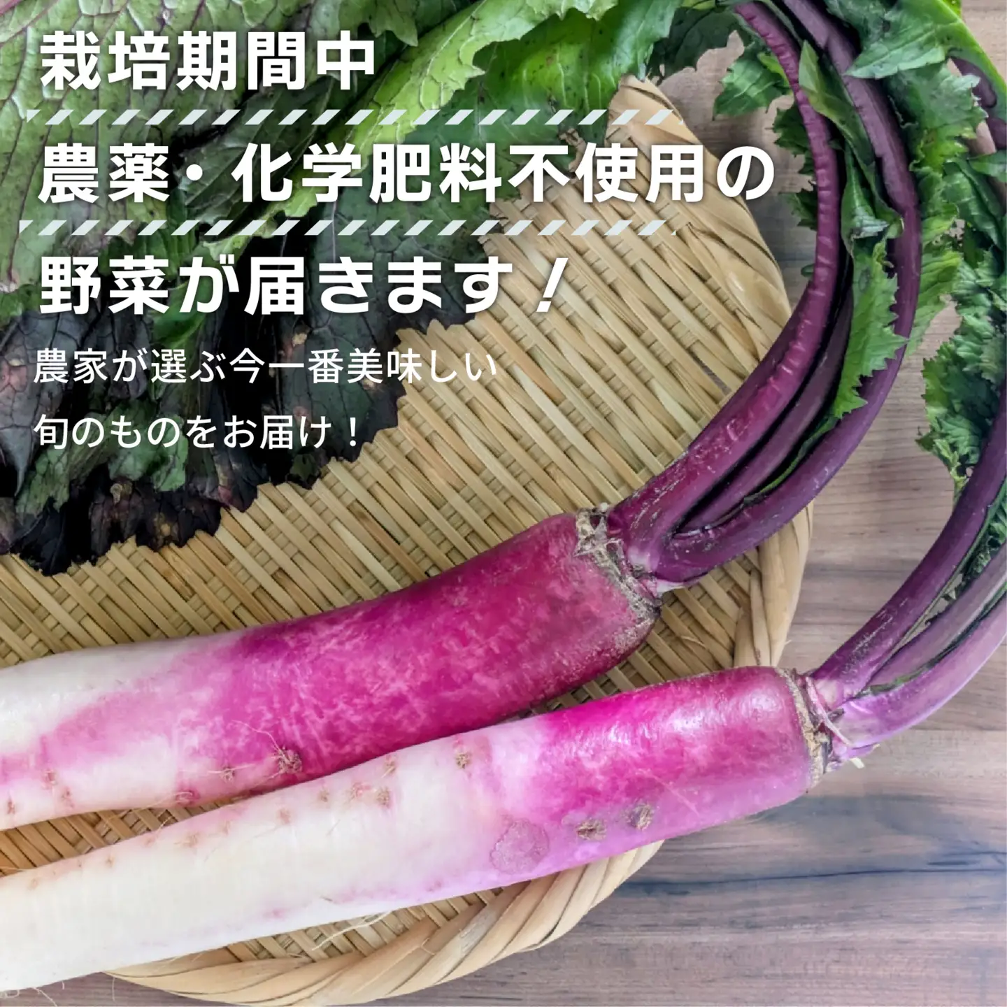 【先行予約】 【期間限定】 日野町産 日野菜 6kg トマトファクトリー 野菜 漬物 漬け物 ひのな 