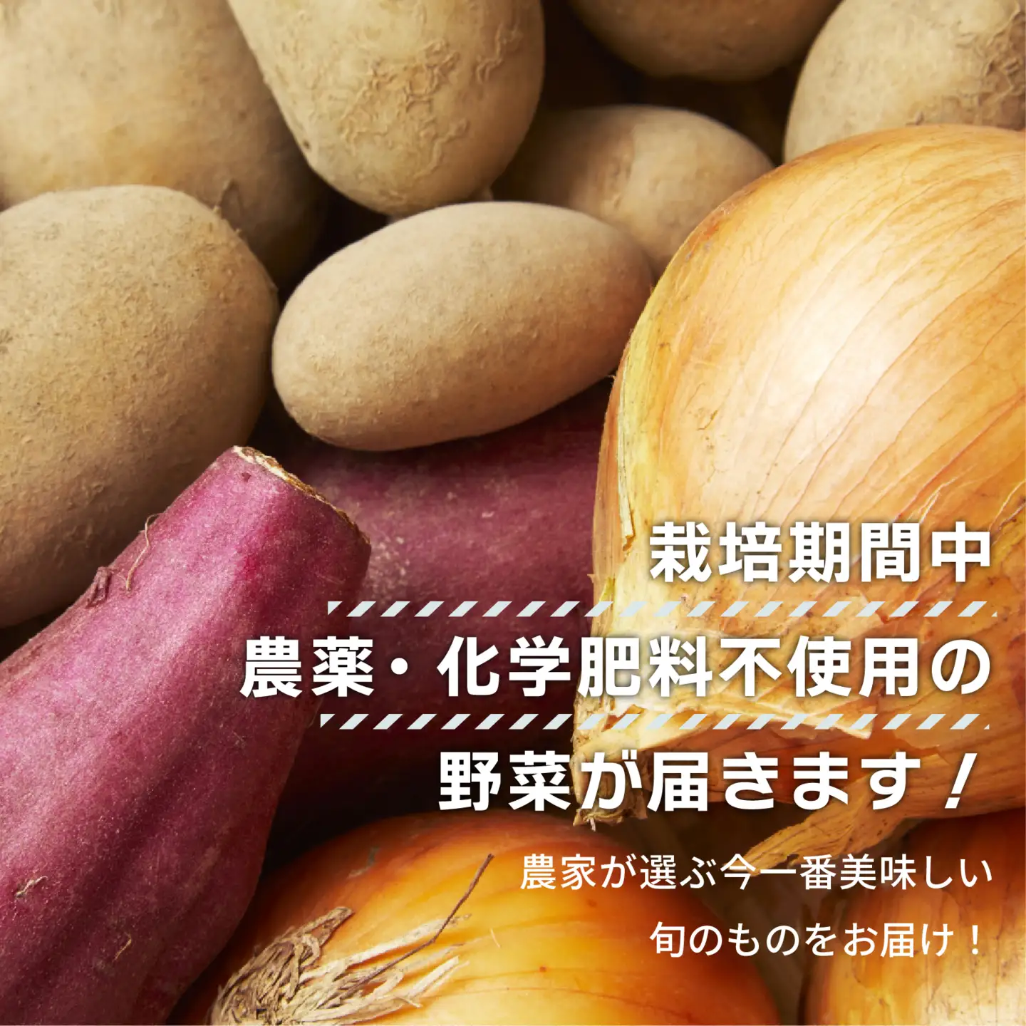 【数量限定】 おまかせ野菜セット 1箱 トマトファクトリー 野菜 トマト きゅうり 白菜 オクラ じゃがいも 玉ねぎ なす 詰め合わせ