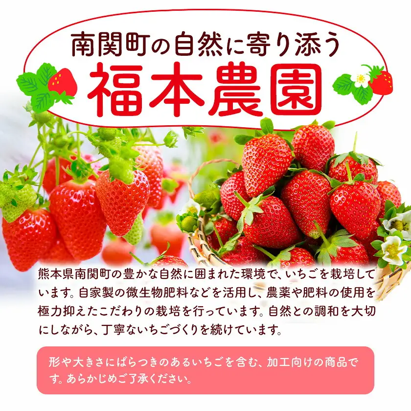 冷凍いちご ゆうべに 1kg 福本農園