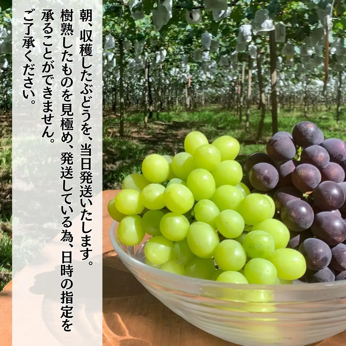 【農家直送（収穫日に発送）】種無し 巨峰 と シャインマスカット MIX 約2kg (3～4房)