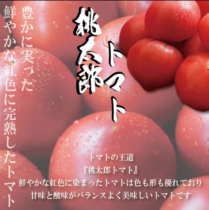 【2027年2月~発送】定期便 3回 訳ありトマト 3kg とまと  桃太郎トマト 野菜 果物 やさい 産地直送 農家直送