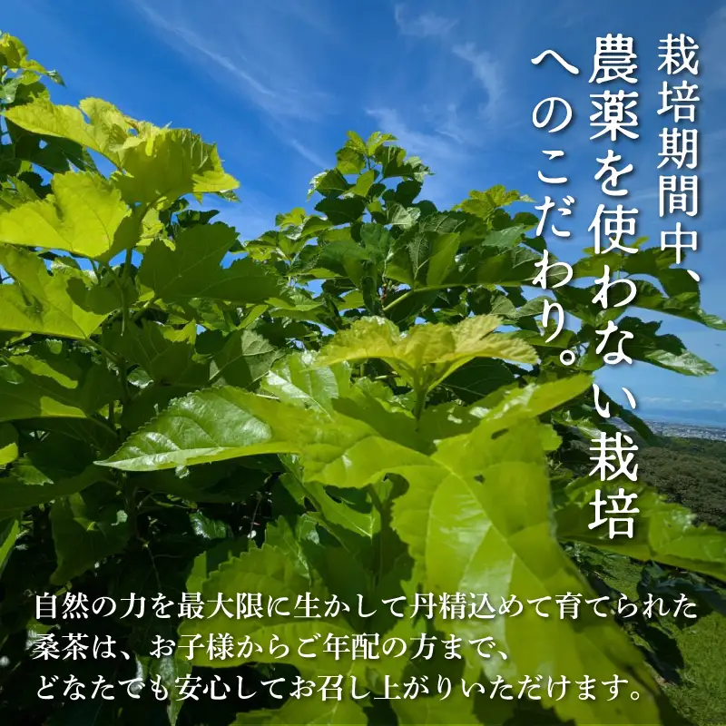 桑茶 セット 2袋（リーフ100g＋パウダー50g） 国産 マルベリーティー