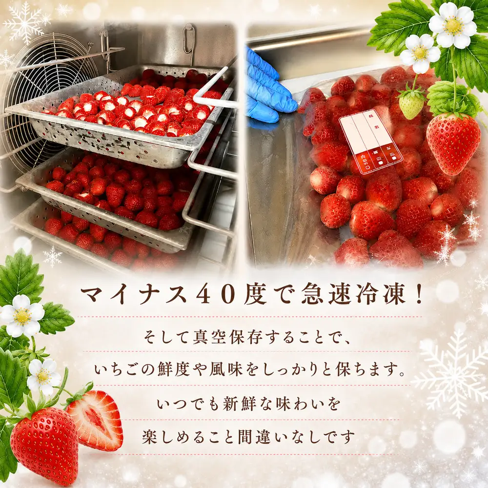 冷凍 いちご 1kg 種類お任せ 2種 瞬間冷凍