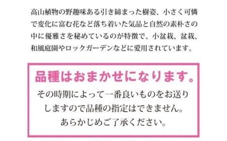 ミヤマキリシマ 雲仙ツツジ 苗木 × 2点 [ミヤマガーデン 長崎県 雲仙市 item1752] つつじ ツツジ 苗 花