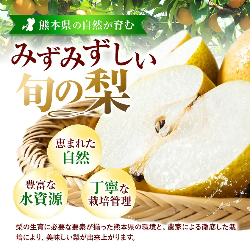 梨 くまもと梨 1kg 品種 熊本県産