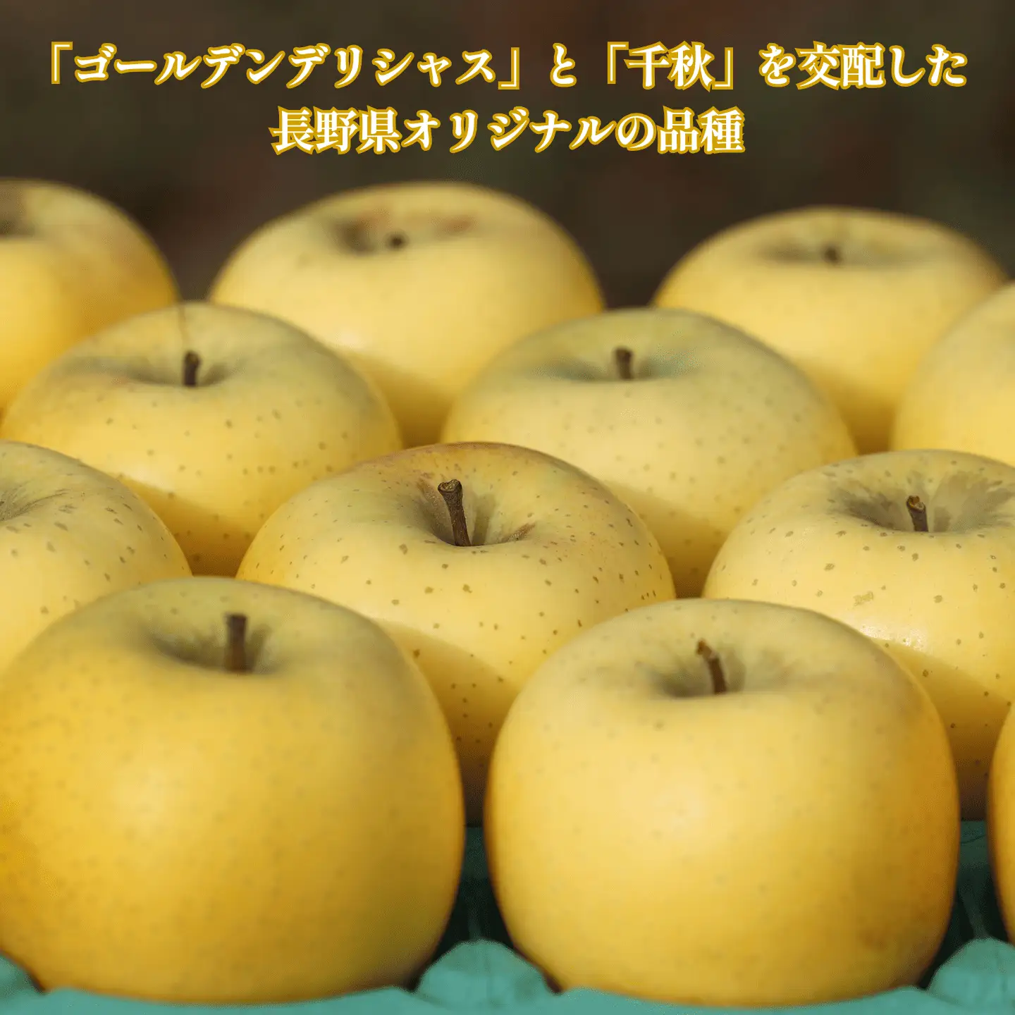 佐久穂町産　シナノゴールド3kg箱　贈答用［CH-117］