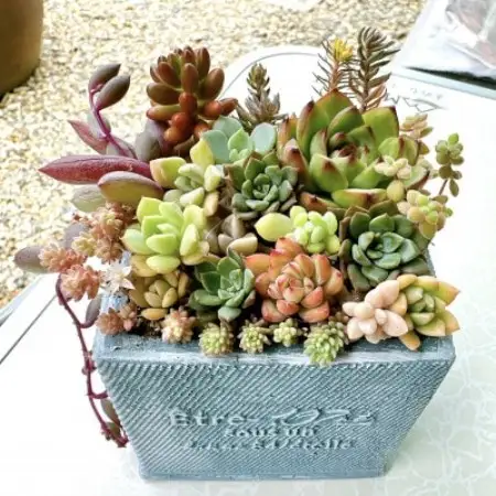 そのまま飾れる多肉植物のおまかせ寄せ植え　観葉植物　育て方付き　約10cm【1764231】