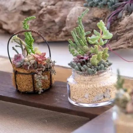 そのまま飾れる多肉植物のおまかせ寄せ植え 長く楽しめる寄せ植え　約8cm【1764289】