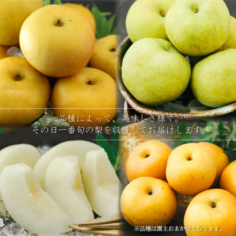 【期間限定】 梨  3kg 品種 おまかせ 8月下旬～9月下旬発送 岡喜農園 令和8年産 数量限定 なし ナシ 幸水 豊水 2026年産 フルーツ 果実 くだもの