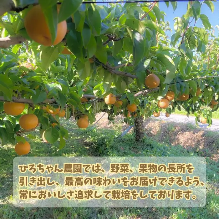 豊水4.5kg