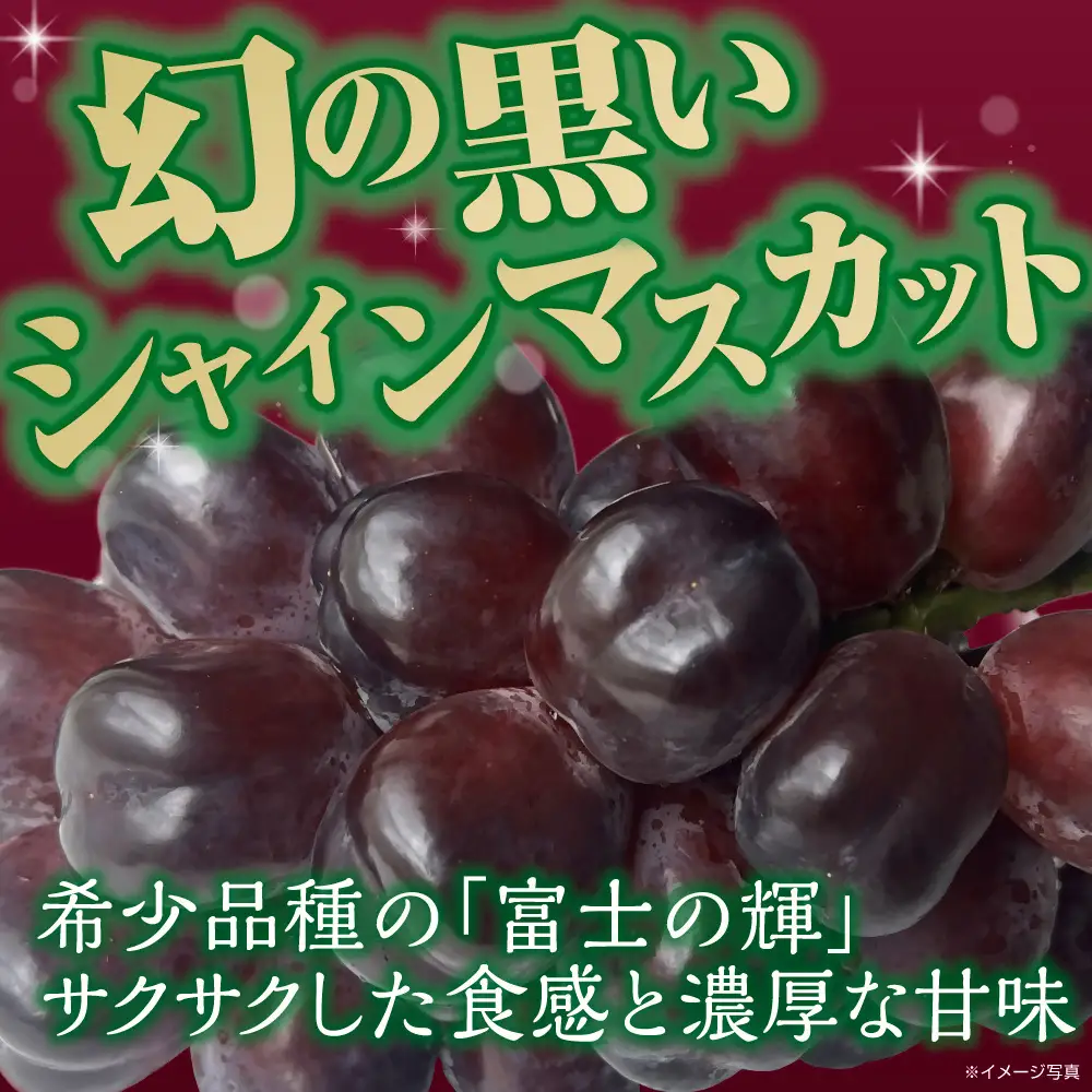 【訳あり】かねひろの黒酢ブラックシャインマスカット - 富士の輝き 1房 （ 約700g ） シャインマスカット マスカット ぶどう ブドウ 葡萄 果物 くだもの フルーツ 果実 果肉 黒酢 黒酢アミノ酸 皮ごと 酸味 国産 佐賀県産 オススメ お取り寄せ 【 2026年9月中順次発送予定 】