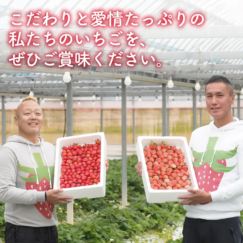 いちご 2パック（500g） 【2027年1-3月発送】