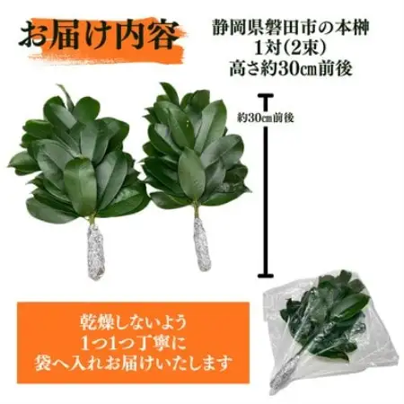 静岡県産掛川市　出世榊　本榊　純国産　さかき1対(2束)※1日交換に間に合うように配送【配送不可地域：離島・沖縄県】【1717136】