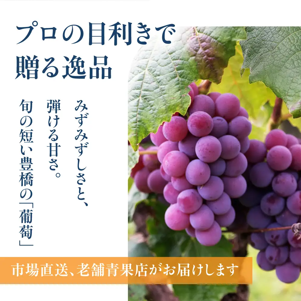 《先行予約》豊橋市産 ぶどう2種詰め合わせ 産地直送 種なし巨峰 シャインマスカット 食べ比べ