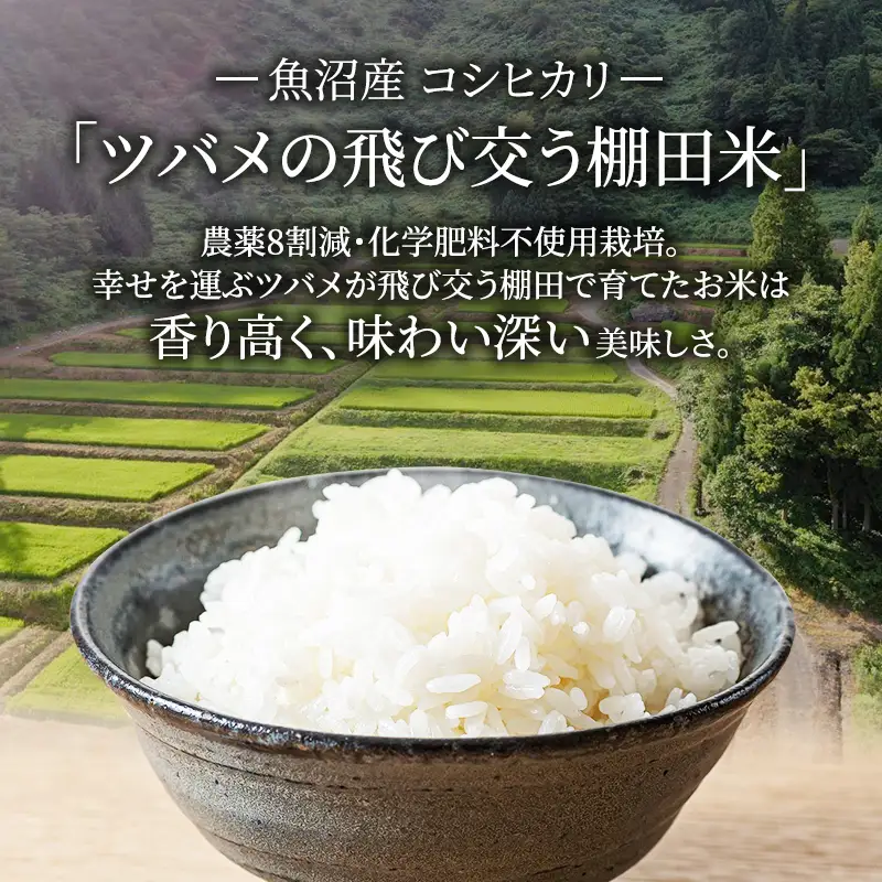 令和8年産 先行予約 ツバメの飛び交う棚田米 精米3kg お米 白米 ライス ご飯 ブランド米 銘柄米 コシヒカリ 魚沼産コシヒカリ 新潟県産 魚沼市産 