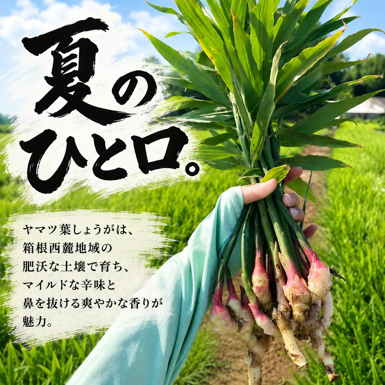 【満天☆青空レストランでご紹介】 ヤマツ 葉しょうが 500g 野菜 農産物 旬 新鮮 産地直送 冷蔵発送 みしまるかん JA 国産 葉ショウガ しょうが ショウガ 生姜 箱根西麓三島野菜 静岡県 三島市