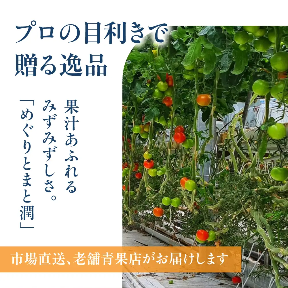 《先行予約》豊橋市産 めぐりとまと潤（ミニトマト）1kg 産地直送