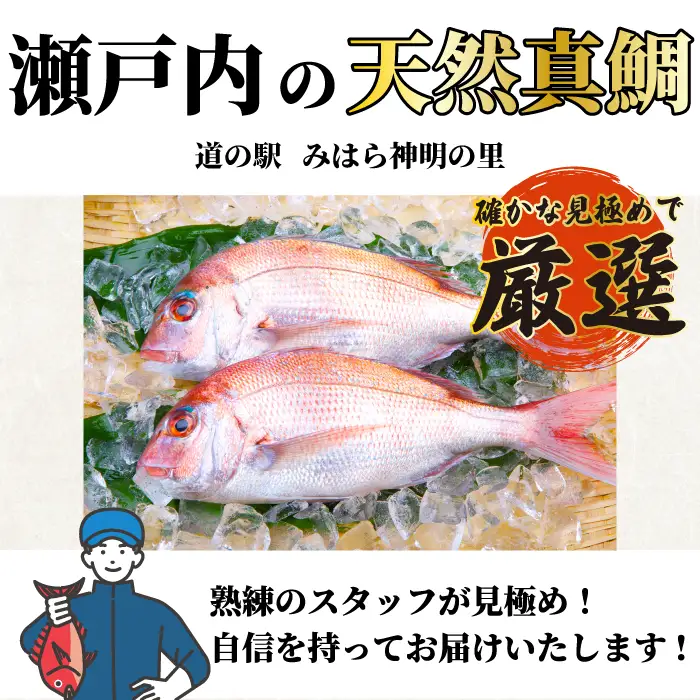 道の駅 天然鯛 約900g～1kg(1匹～2匹) 三枚おろし・真空パック 新鮮 国産 季節 地魚 天然 鮮魚 下処理 タイ たい 瀬戸内 広島県 三原市 030008