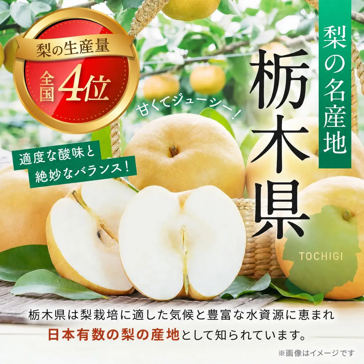 梨 秋月 あきづき 秀品 3kg | 2026年9月発送 先行予約 栃木県共通返礼品 栃木県産 矢板市