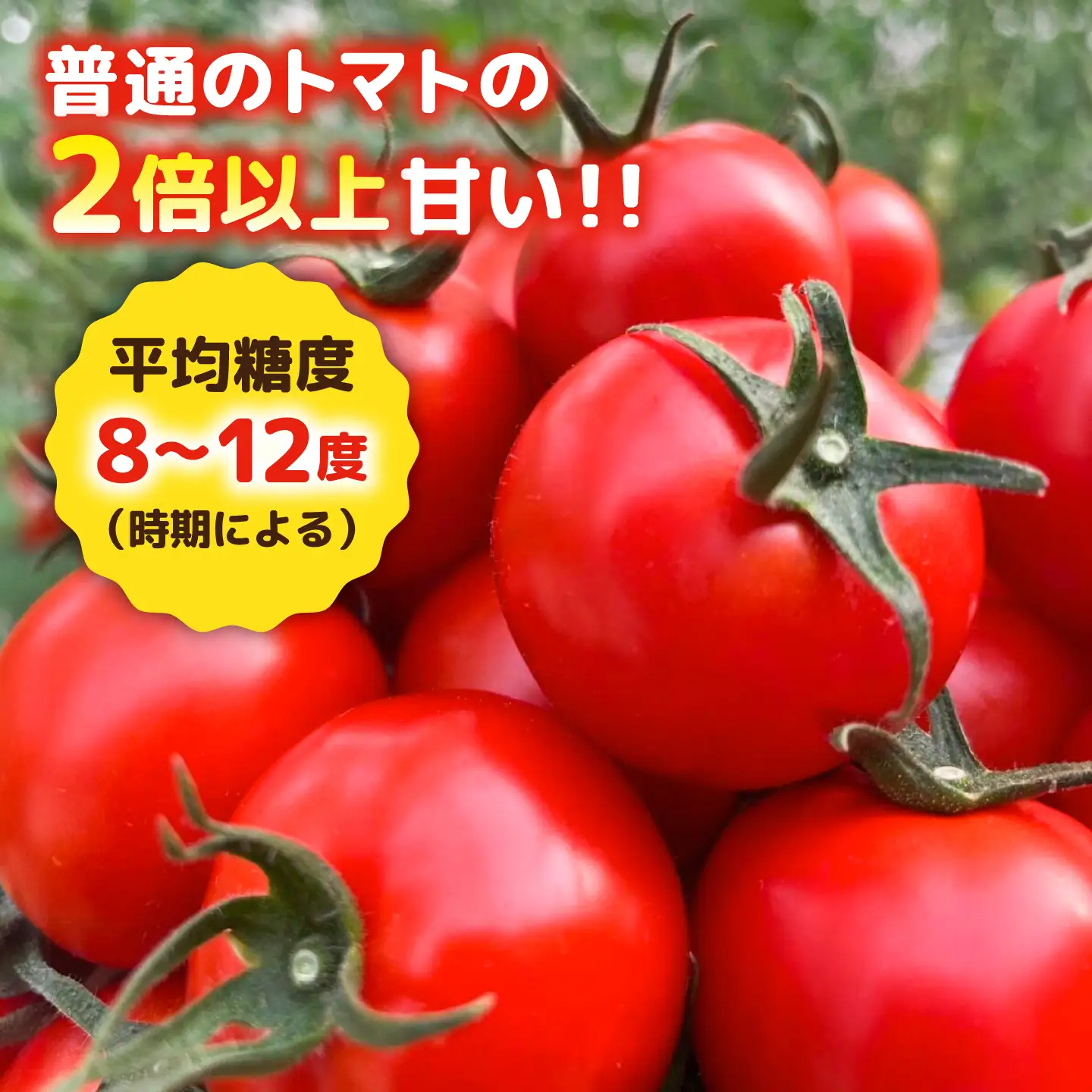 【先行受付】【全6回定期便】 フルティカ 1kg糸島市 / かわぞえ農園 トマト 中玉トマト 【2026年11月以降順次発送】[AAM011]