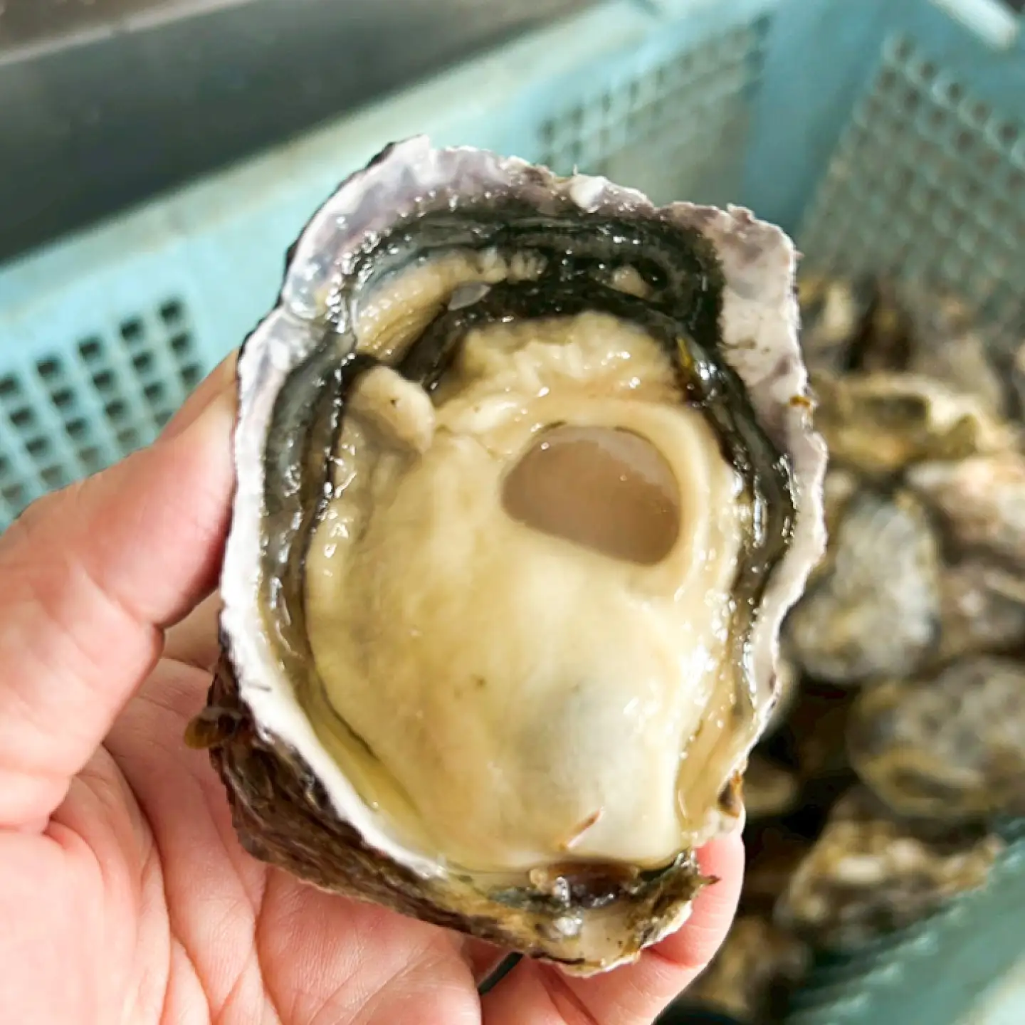糸島カキのしぐれ煮 3個セット 糸島市 / カキ小屋 住吉丸[ACJ015]