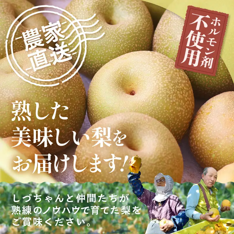 【先行予約】しづちゃんが作る新興梨　約2kg（3～6玉）農業歴70年以上！ なし 果物 旬 フルーツ 甘い ジューシー 果汁 くだもの シャキシャキ 人気 完熟 もぎたて みずみずしい 越前梨 送料無料 福井 あわら市 ※2026年10月上旬以降順次発送予定 [aw075-a011]