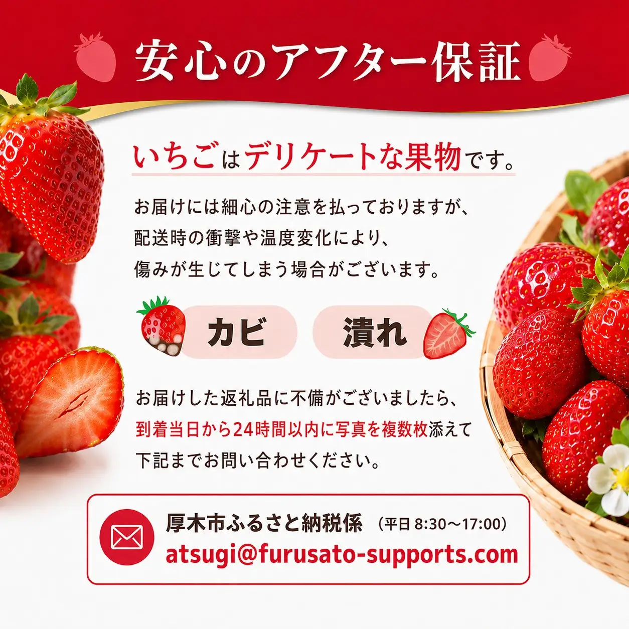 【先行予約】 いちご 紅ほっぺ イチゴ 苺 約 600g 数量限定