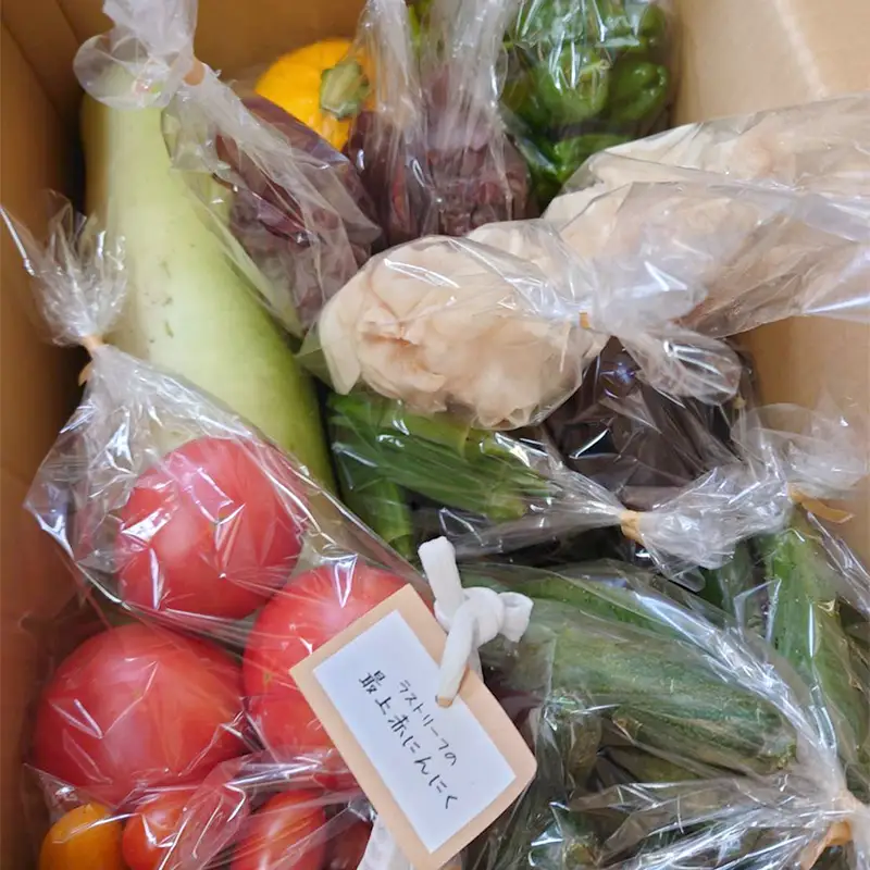 野菜詰合せ 農家のおまかせ 四季の恵BOX 4～6品 旬の野菜を1回お届け F7W-0499