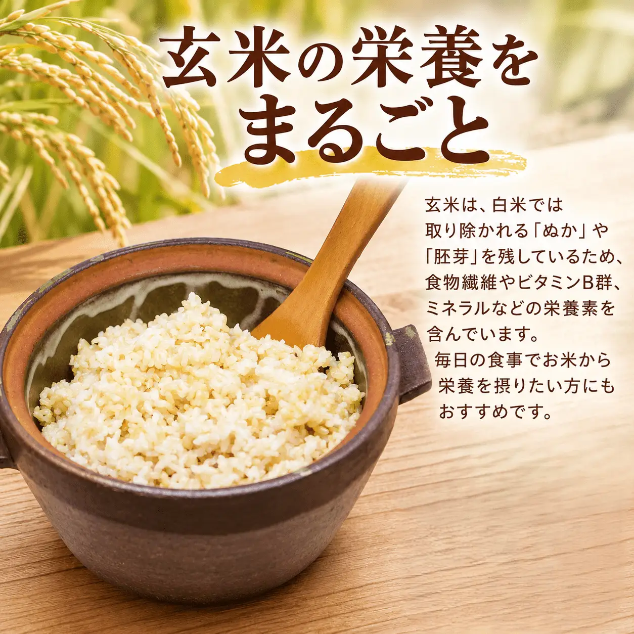 ＼まもなく発送開始／ 玄米 令和8年度産 コシヒカリ 5kg [A-mry002]