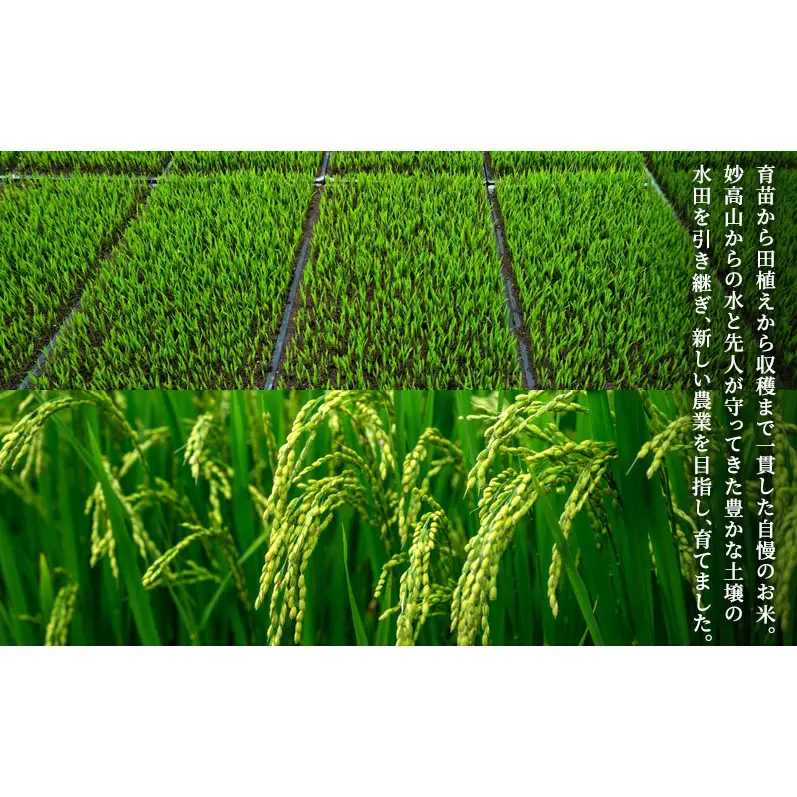 先行予約 新米 令和8年 新潟県 上越産 こしひかり 5kg 5キロ 和泉 ワイズファーム 上越市 精米 米 ギフト 喜ばれる コシヒカリ