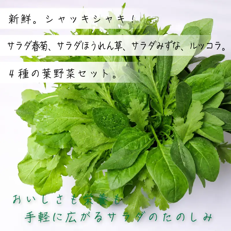 【先行予約】 4種セット 春菊 みずな ほうれん草 ルッコラ (2026年11月～発送)  | 水菜 水耕 葉物 野菜 南国市
