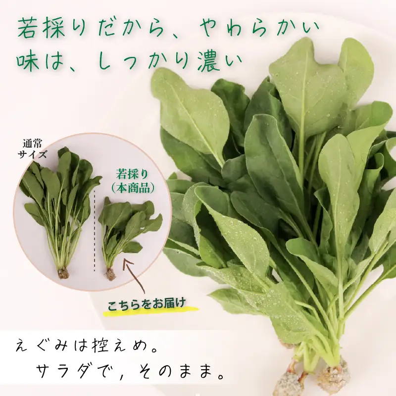 若採り サラダほうれん草 ジュニア | ほうれんそう 水耕 葉物 野菜 南国市
