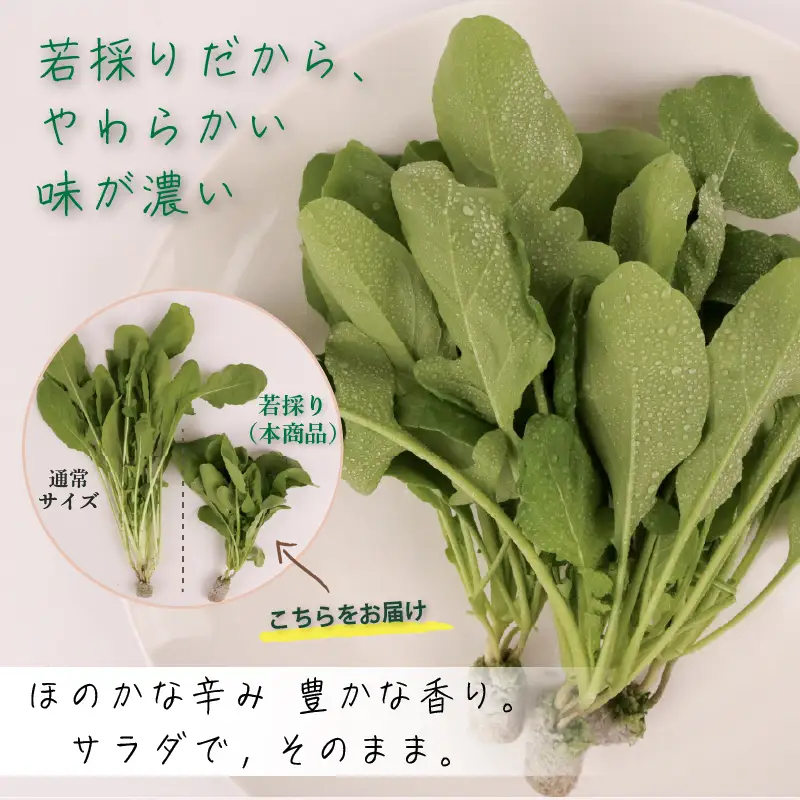 若採り ルッコラ ジュニア | サラダ 水耕 葉物 野菜 南国市