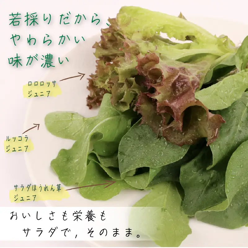 3種ミックス 若採り ルッコラ ほうれん草 みずな ジュニア | サラダ 水菜 水耕 葉物 野菜 南国市
