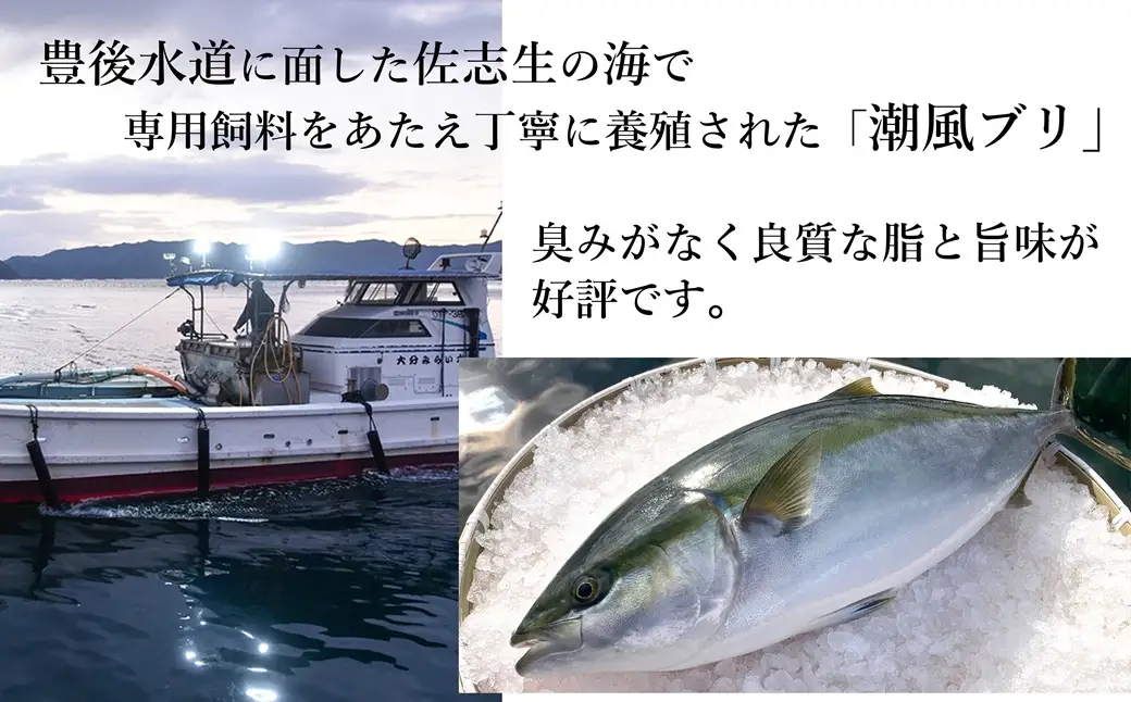 うすき産潮風ぶり・1本丸ごと（約3kg弱）