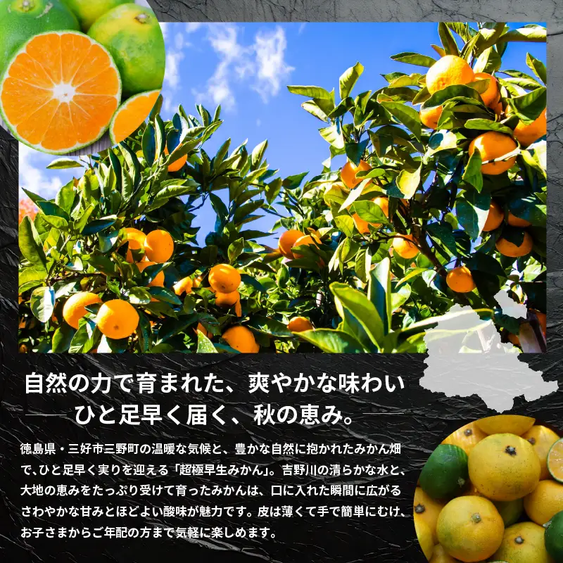 ミカン 1.5kg みかん 【 柑橘 】