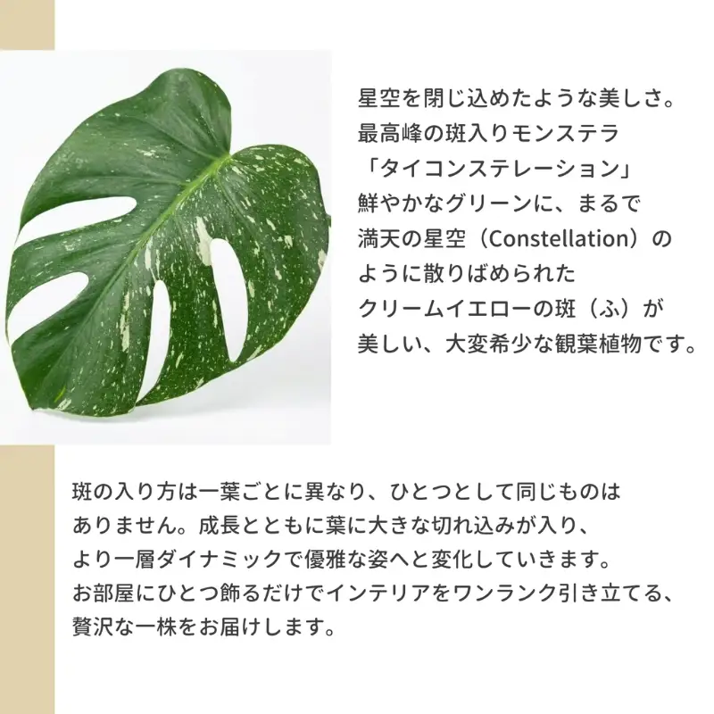 モンステラ・タイコンステレーション 観葉植物 インテリアグリーン