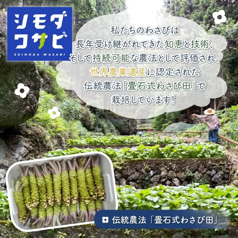 わさび 伊豆 下田 本わさび 2本 150g ワサビ