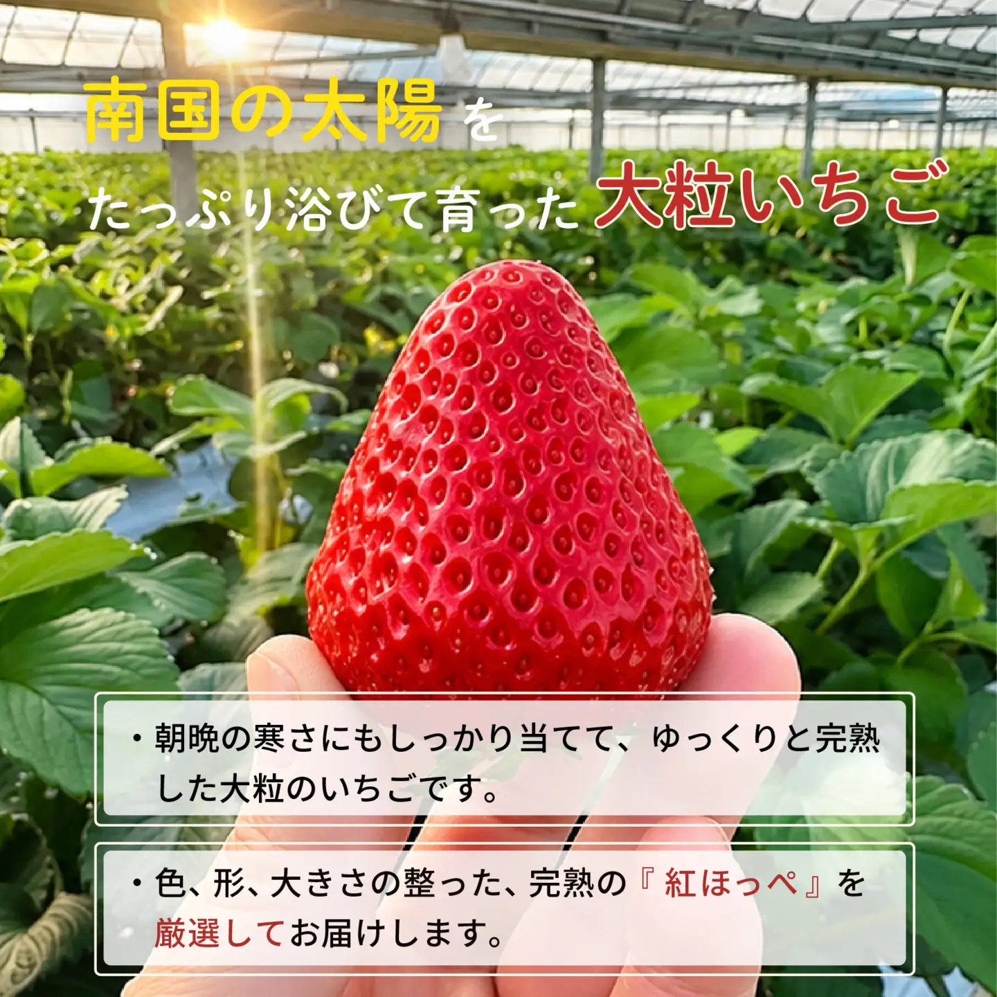 先行予約 いちご 苺 紅ほっぺ 贈答品 2パック：18～27粒 （2027年1月発送開始） | 厳選 贈り物 ギフト お取り寄せ 苺 いちご 大粒 南国市