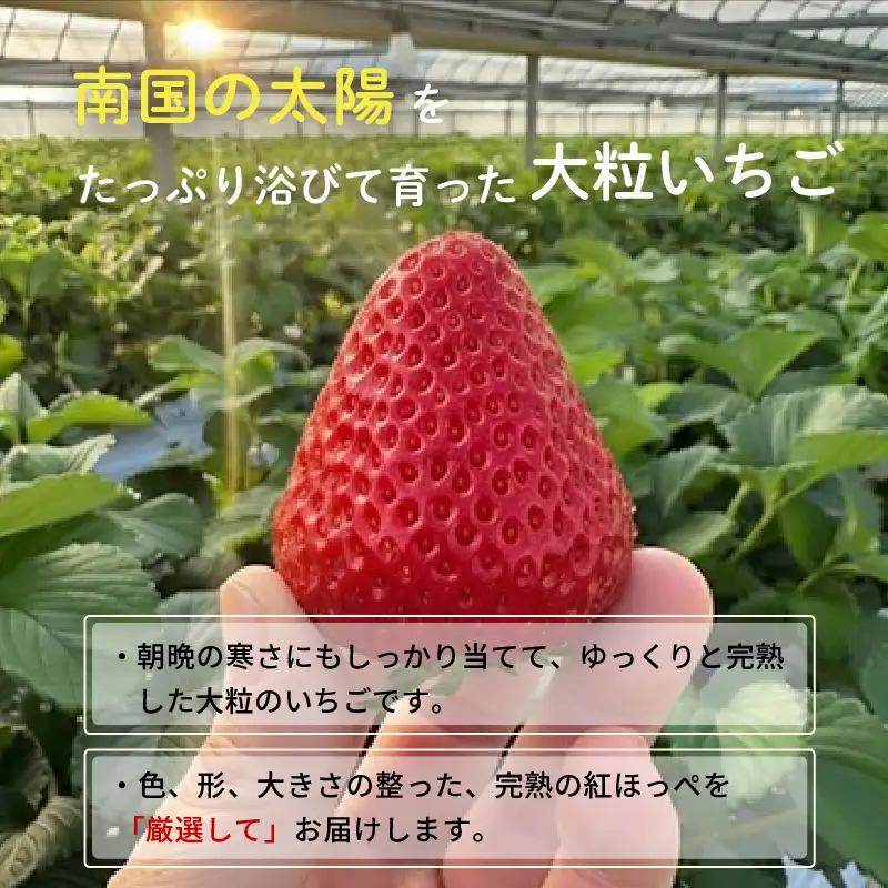 先行予約 いちご 苺 紅ほっぺ 贈答品 4パック：36～54粒 （2027年1月発送開始） | 厳選 贈り物 ギフト お取り寄せ 苺 いちご 大粒 南国市