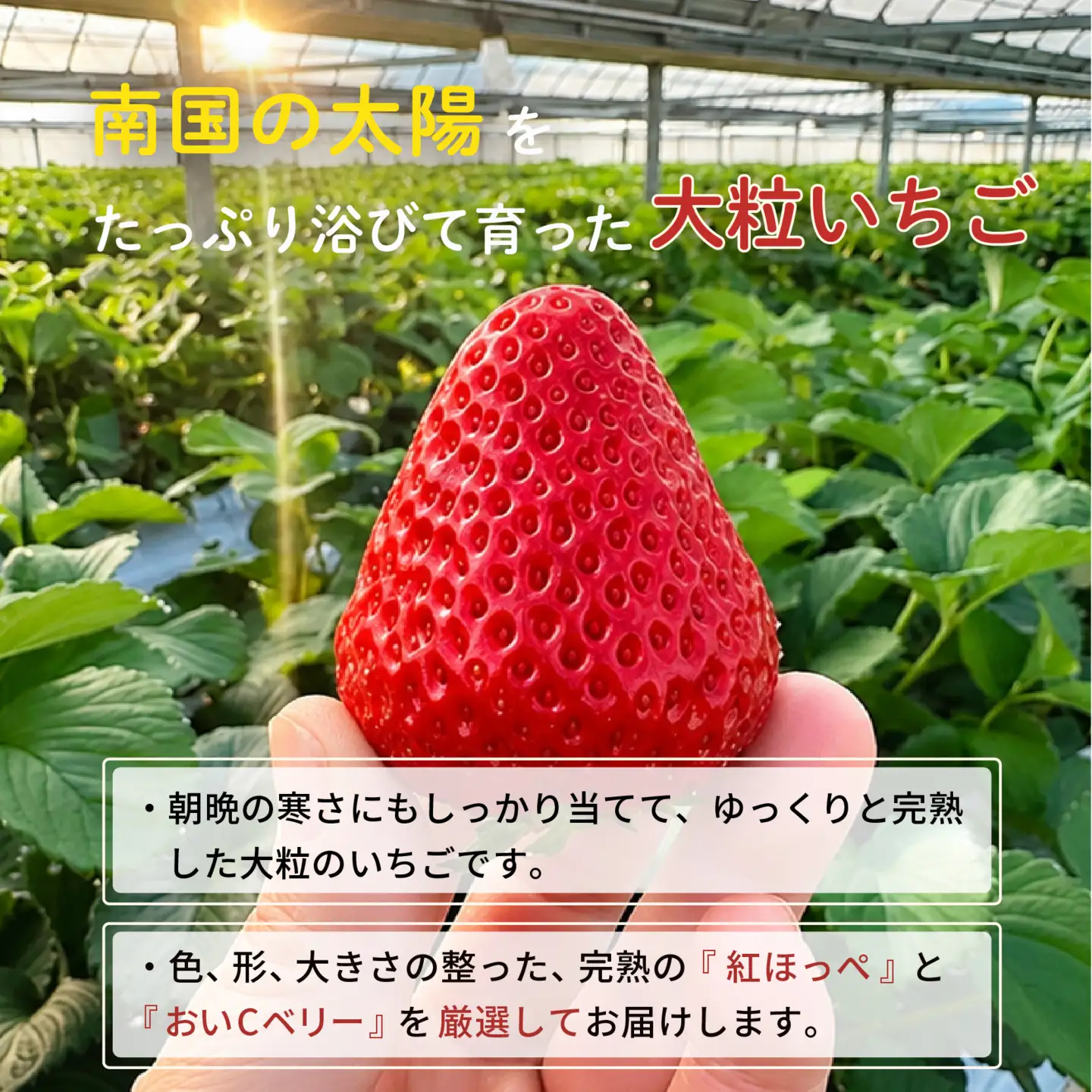 先行予約 いちご 苺 贅沢 食べ比べセット 紅ほっぺ おいCベリー 贈答品 計4パック：36～54粒 （2027年1月発送開始） | 厳選 贈り物 ギフト お取り寄せ 苺 いちご 大粒 南国市
