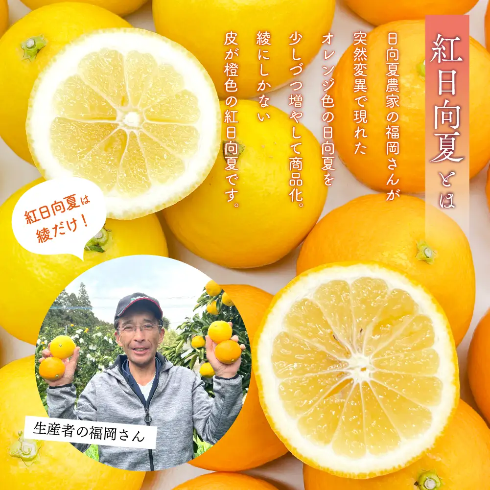 【先行予約】紅日向夏 2.5kg（小核）果物 フルーツ くだもの 柑橘 種少なめ フルーツサンド おやつ スイーツ デザート ジャム おすすめ ギフト 贈り物 贈答 プレゼント おすそ分け お返し 宮崎県 綾町 送料無料【JA綾町】_A0114-2441