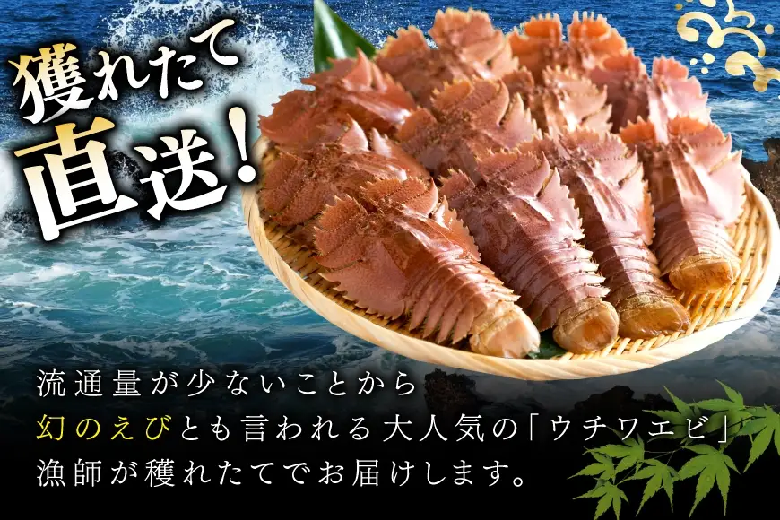 エビ 活き うちわえび 8～13尾 約1.3kg