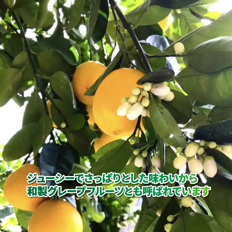 河内晩柑 約 4kg 協徳ガーデン B012-178013