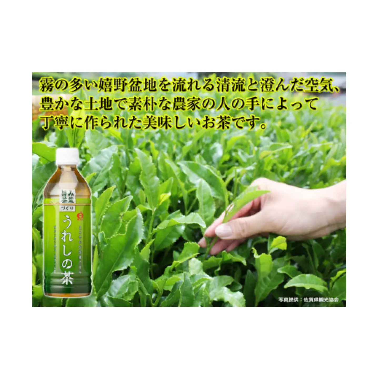 うれしの茶 500ml×24本入 / お茶 緑茶 嬉野茶 ペットボトル / 佐賀県 / さが風土館季楽[41AABE106]