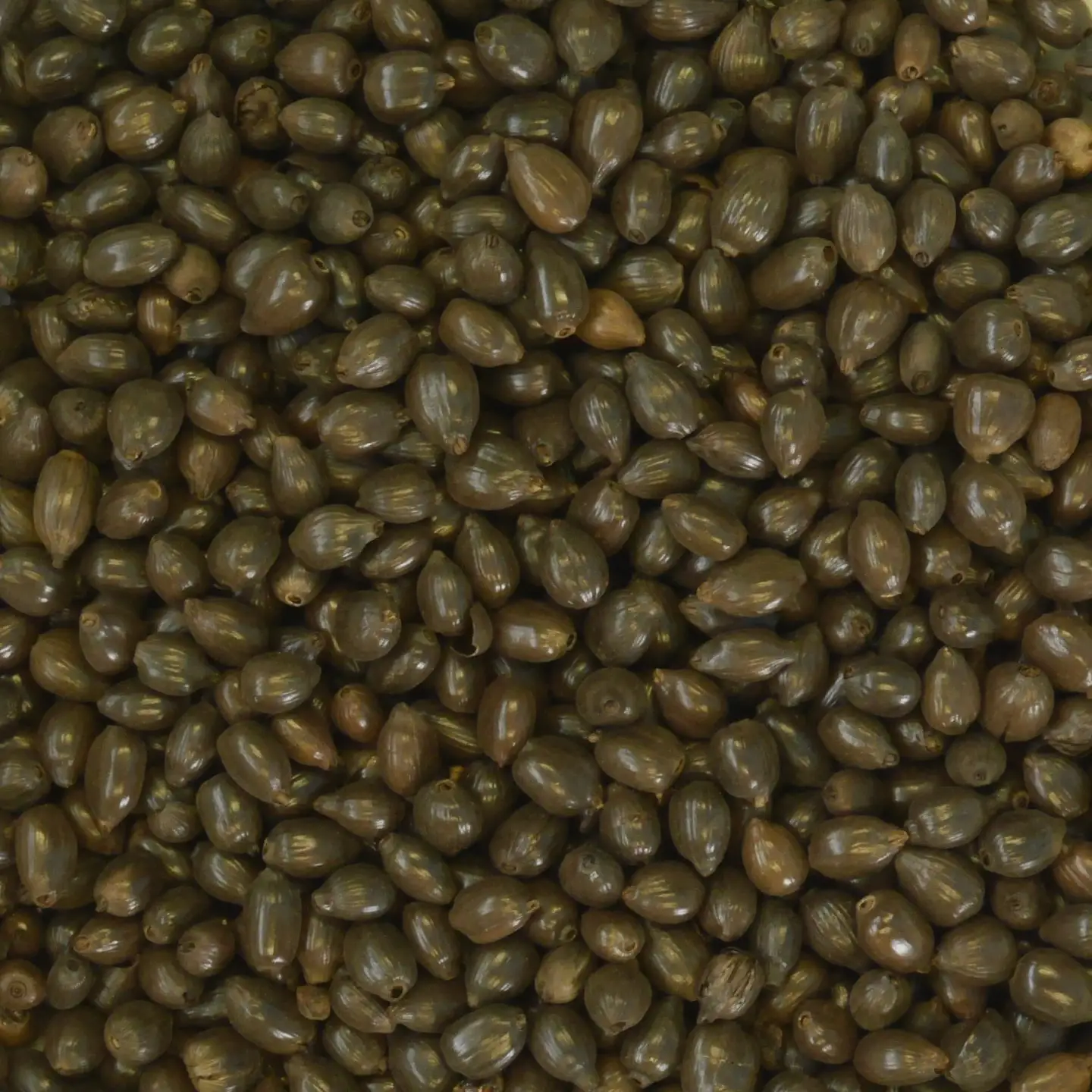 健康はと麦茶 126パック（11g×21パック×6袋） / 穀物茶 ブレンドティー お茶 水分補給 / 佐賀県 / 三栄興産株式会社[41ABAK003]