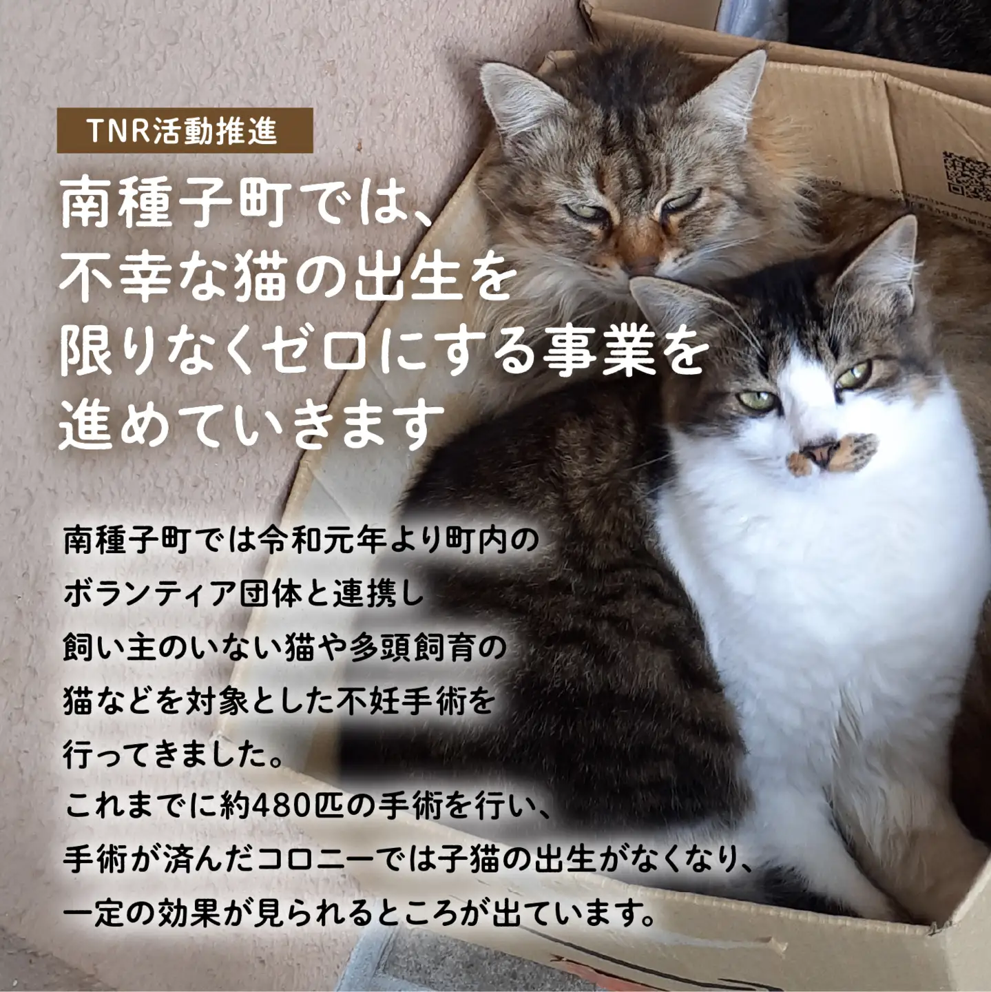 【ふるさと納税】《返礼品なし》 猫愛護活動支援 5,000円 猫ちゃん 猫 ねこ 動物 保護 愛護 保護活動 応援 支援 寄付 南種子町 鹿児島 かごしま 送料無料 【南種子町猫の適正飼養を推進する会】
