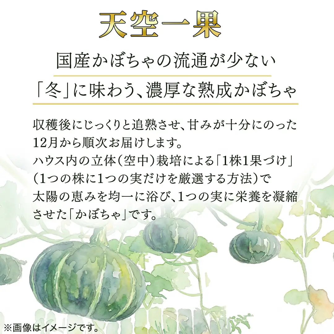 ≪ 2026年 収穫分 ≫ 桜川市産 高級かぼちゃ 天空一果 2玉 先行予約 藤田益弘 国産 希少 高級 かぼちゃ カボチャ 南瓜 野菜 旬 冬 ギフト 贈答 茨城県 桜川市 [CQ009sa]