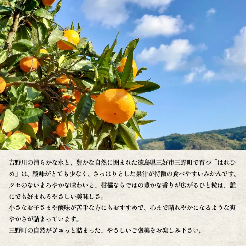 《 先行予約 》 みかん 5kg はれひめ 【 オレンジ 】